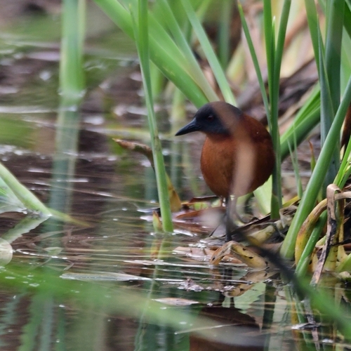 Ruddy Crake (Laterallus ruber), photo 10