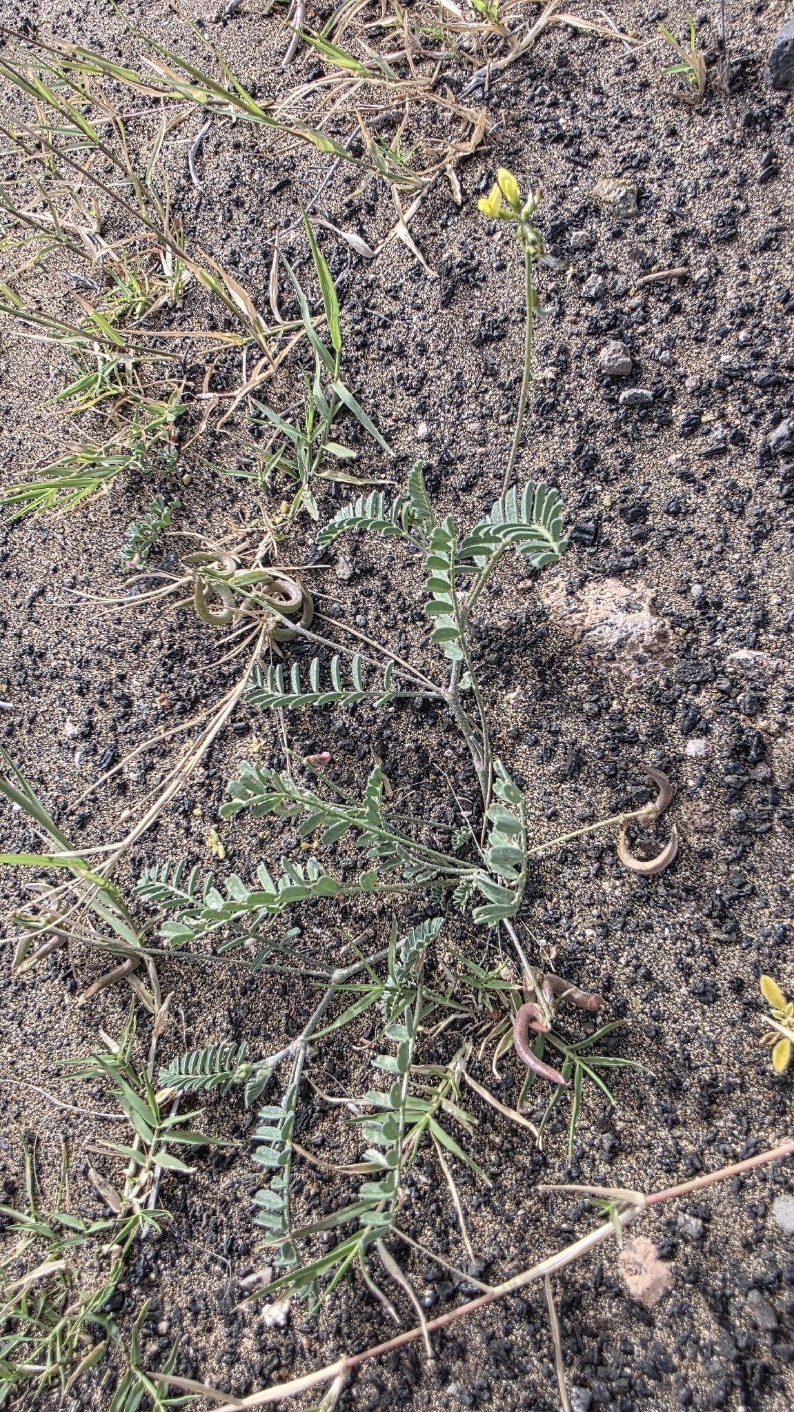 Astragalus solandri