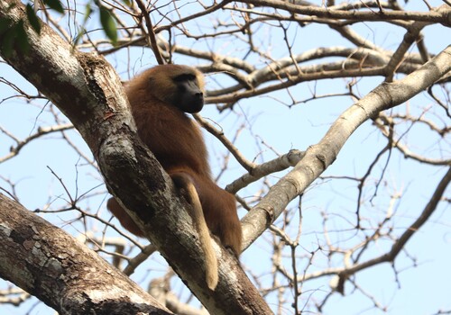 Guinea Baboon