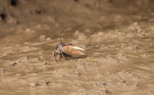West African Fiddler Crab