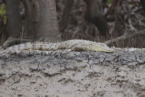 West African Crocodile
