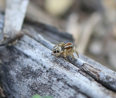 Stenaelurillus lesserti