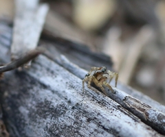 Stenaelurillus lesserti