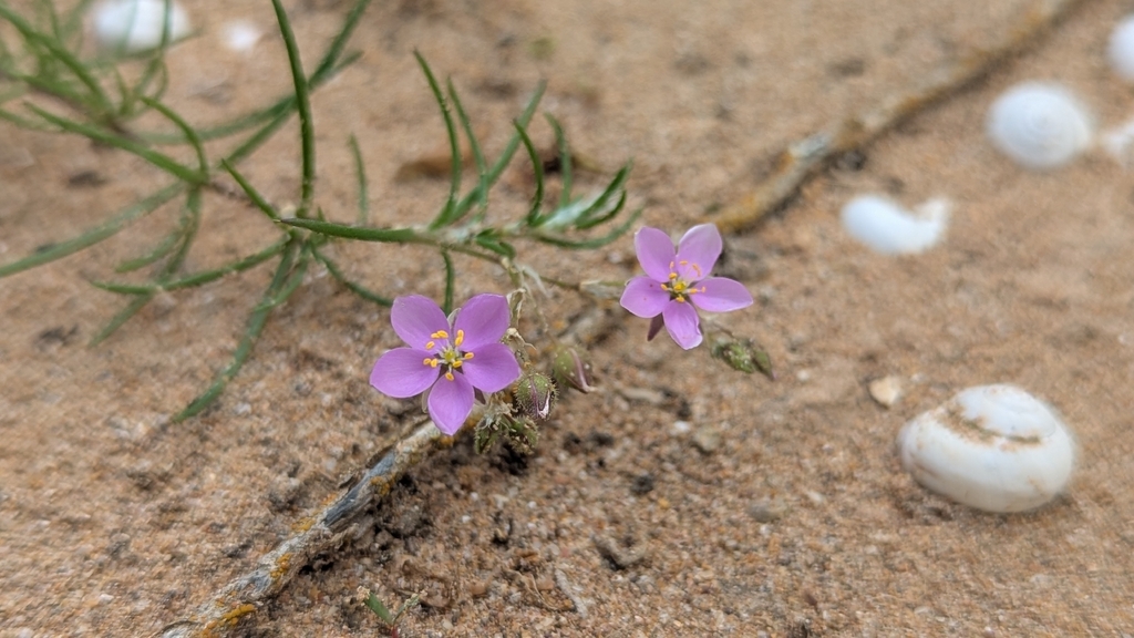 Spergularia fimbriata