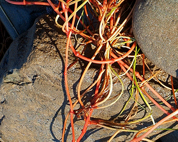 Cymodocea nodosa, photograph 5