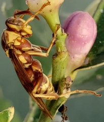 Polistes apachus