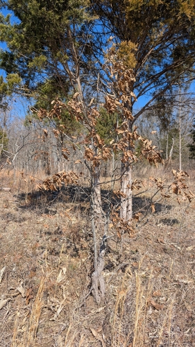 Shingle Oak (Quercus imbricaria)