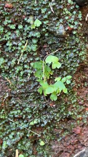 Adiantum raddianum observed 2026-02-27