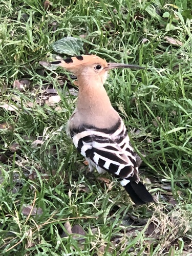 Hoopoe