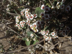 Euphorbia leucophylla