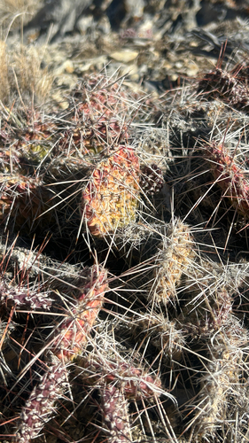 Plains Pricklypear