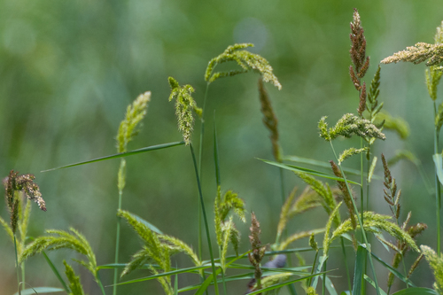 Echinochloa crus-pavonis, 2026-01-28