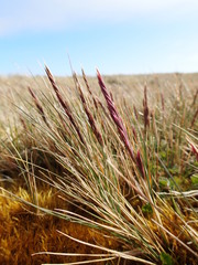 Festuca contracta