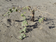 Euphorbia leucophylla