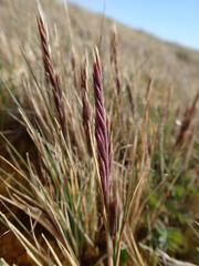 Festuca contracta