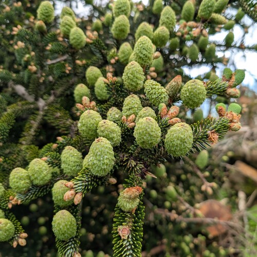Fraser fir (Abies fraseri)