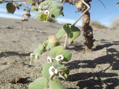 Euphorbia leucophylla