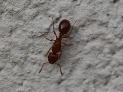 Tetramorium capense