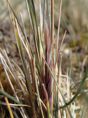 Festuca contracta