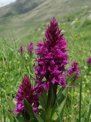 Dactylorhiza euxina