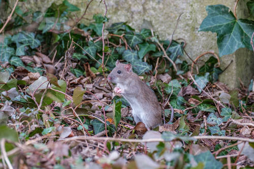 Brown Rat