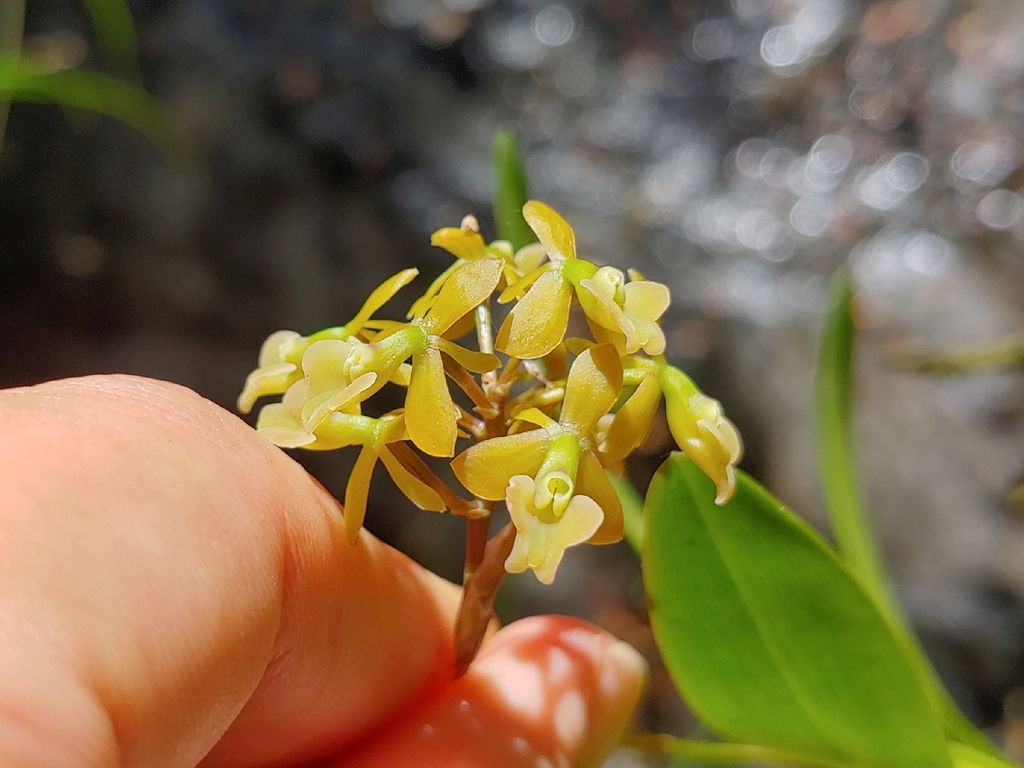 Epidendrum anceps Jacq. 4