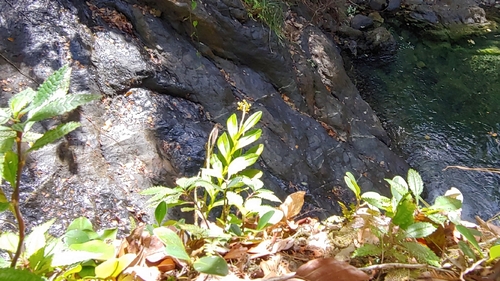 Epidendrum anceps, photograph 1