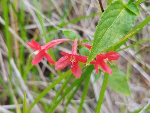 Ruellia coccinea, photograph 1