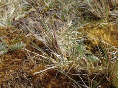 Festuca contracta