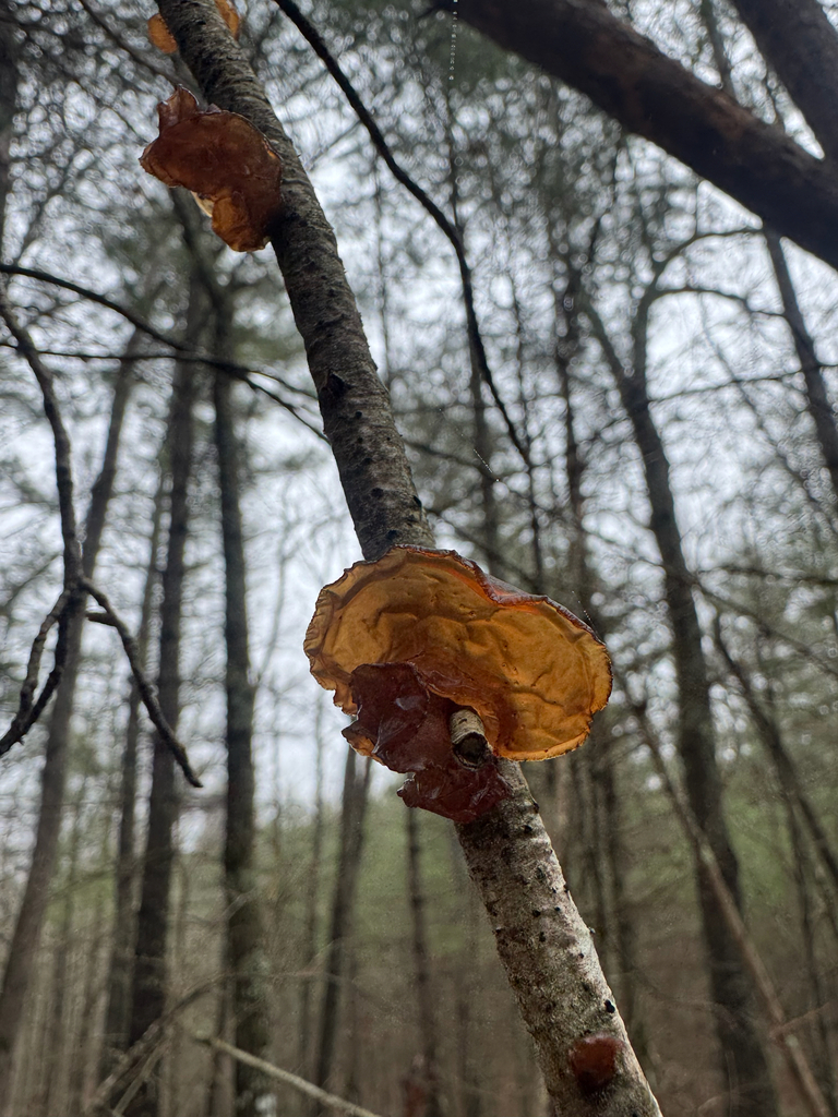 Exidia crenata · February 2026 · photo: © shelbylynsanders (iNaturalist, cc-by)