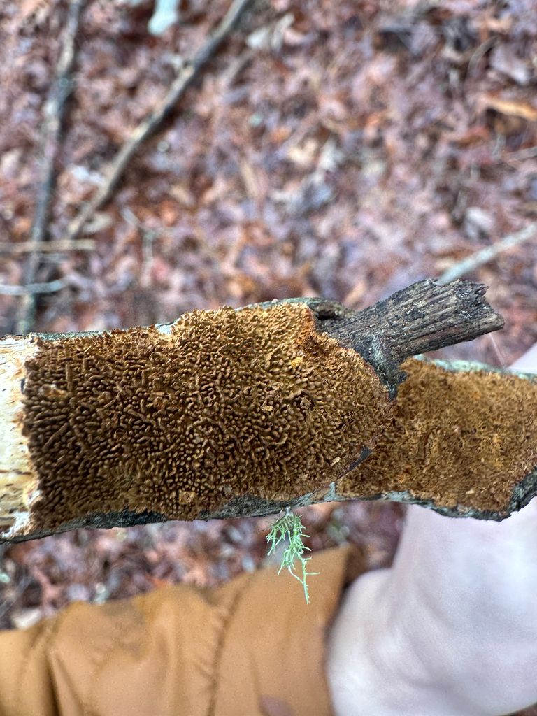 Hydnoporia olivacea · February 2026 · photo: © shelbylynsanders (iNaturalist, cc-by)