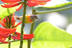 Aethopyga gouldiae