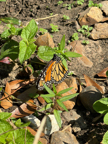 Monarch Butterfly