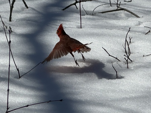 Northern Cardinal photographed in Massachusetts