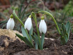 Galanthus alpinus
