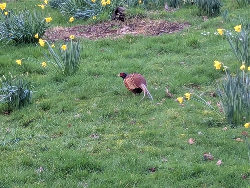 Ring-necked Pheasant
