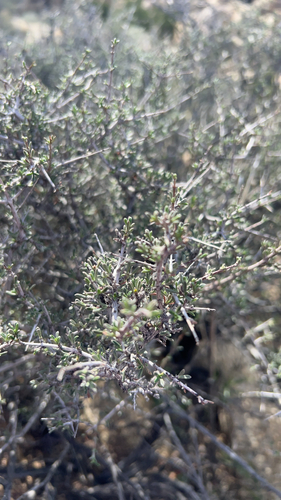 iNaturalist observation photo of Blackbrush