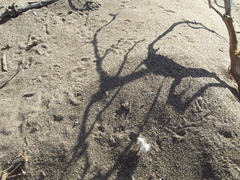 Dasymutilla gloriosa