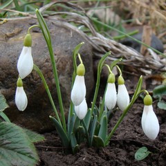 Galanthus alpinus