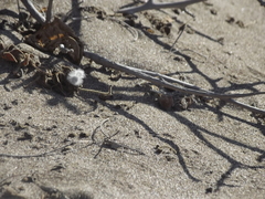 Dasymutilla gloriosa