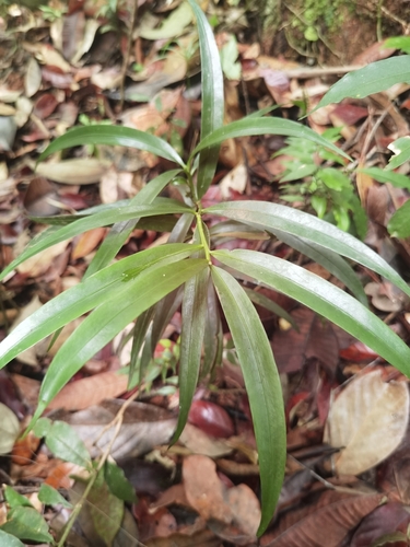 Podocarpus guatemalensis, photograph 1