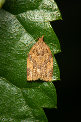 Adoxophyes privatana