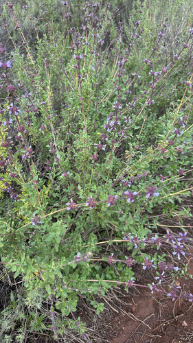 Salvia munzii, photograph 4