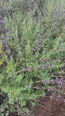 Salvia munzii, photograph (c) Ron Burkert, some rights reserved (CC BY)