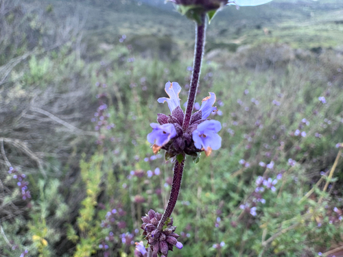 Salvia munzii, photograph 5