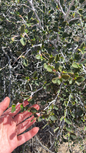 iNaturalist observation photo of Birchleaf Mountain Mahogany