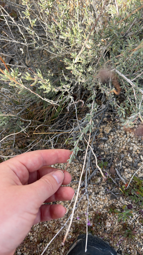 iNaturalist observation photo of California Buckwheat