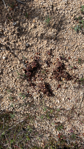 iNaturalist observation photo of Mammals