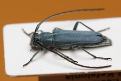 Phytoecia caerulescens