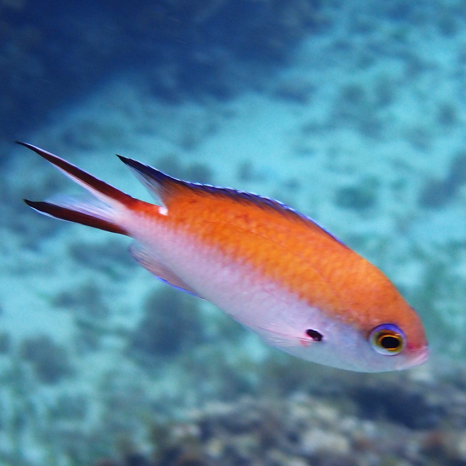 Norfolk Chromis photo 6